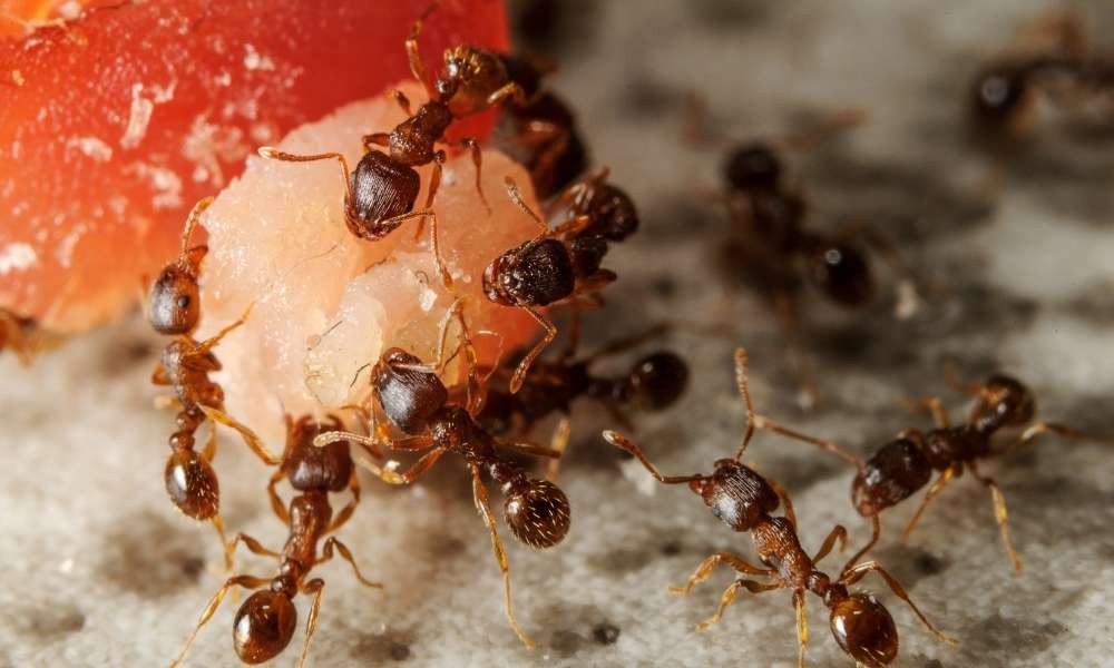 How To Get Rid Of Ants In The kitchen