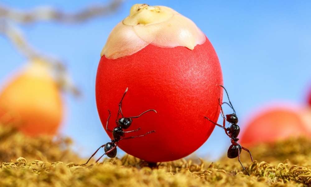 Eliminate Ants Food Source