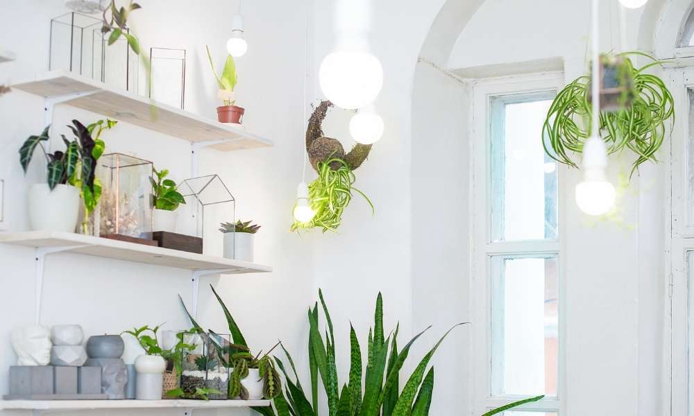 Plant Shelves  to decorate room with simple things