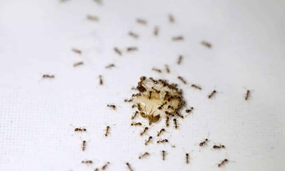 How To Get Rid Of Tiny Ants In Kitchen