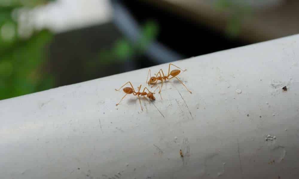 Find The Ants’ Entry Areas To Get Rid Of Tiny Ants In Kitchen