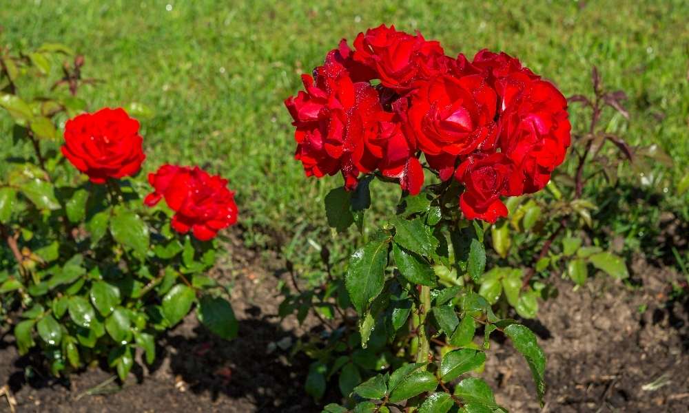 Romantic Rose flower bed