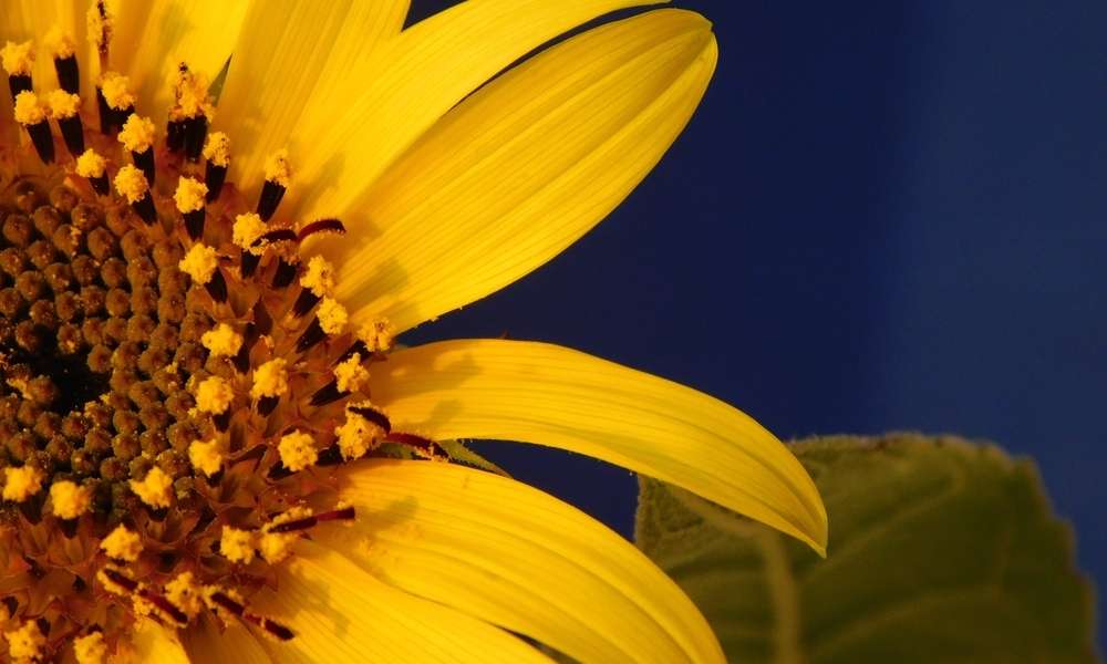 Use Sunflower Artwork 