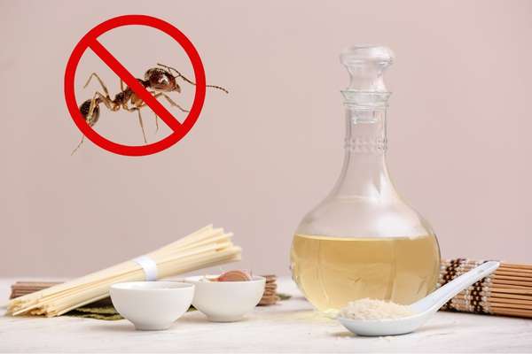 White Vinegar to Deter Ants
